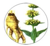 Экстракт корня горечавки желтой (Centiаna Lutea)