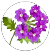 Экстракт травы вербены (Verbena oﬃcinalis L)