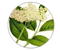 Экстракт цветков бузины черной (Sambucus Nigra L)