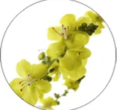 Экстракт цветков коровяка ( Verbascum thapsus )